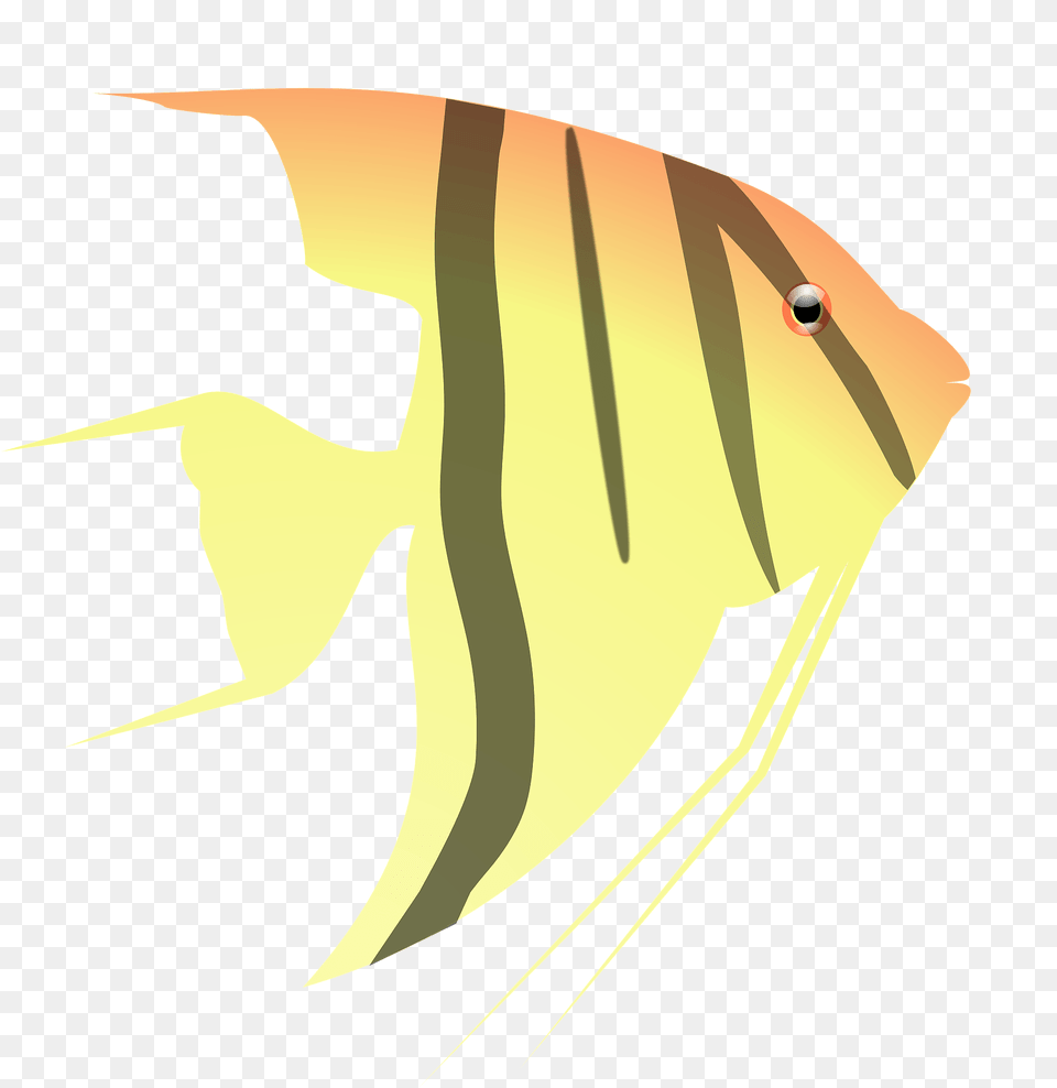 Angel Fish Clipart, Angelfish, Animal, Sea Life, Blade Free Transparent Png