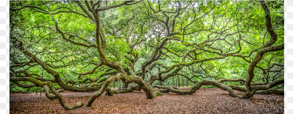 Angel Frame, Woodland, Vegetation, Tree, Plant Free Png Download