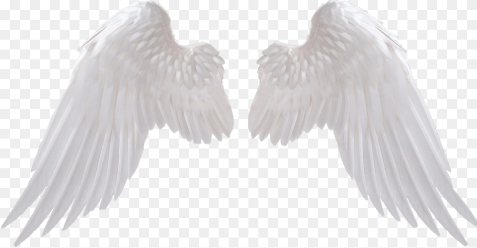 Angel Icon High Resolution Angel Wings, Animal, Bird, Vulture, Flying Png