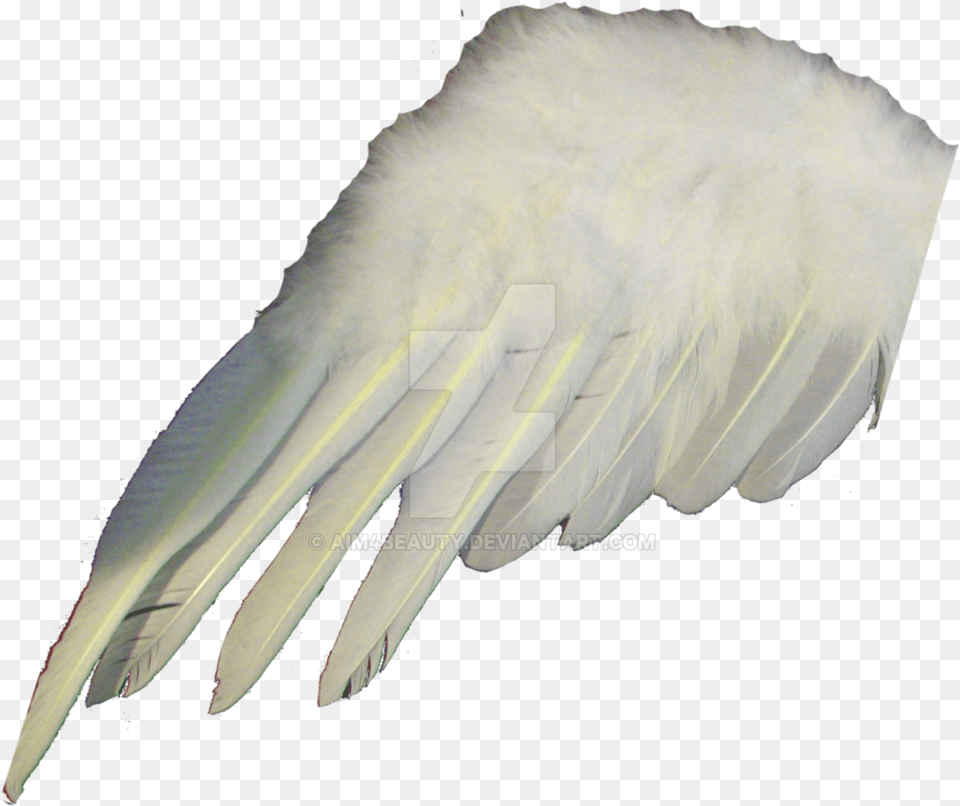 Angel Or Wing By Claw, Person, Animal, Bird, Electronics Free Png