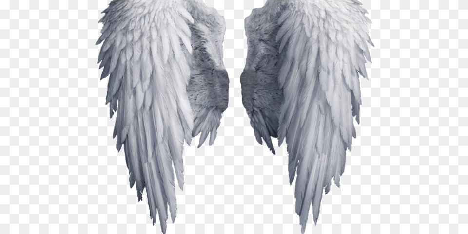Angel Outline White Angel Wings, Animal, Bird, Ice Free Png
