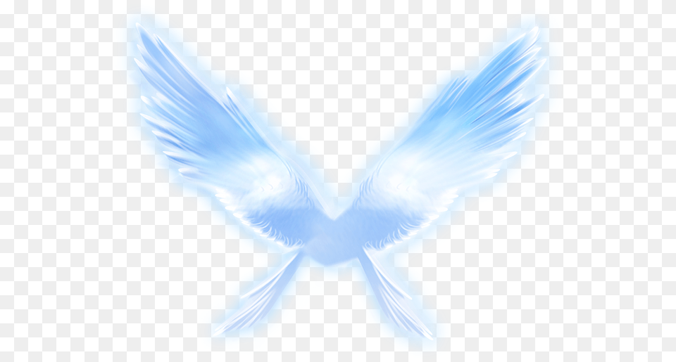 Angel Vector Feather Wing Pigeons And Doves, Animal, Bird, Pigeon Free Png Download