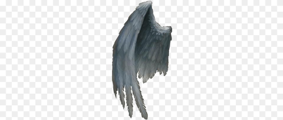 Angel Wing, Animal, Bird, Vulture, Adult Png