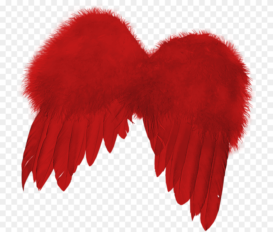 Angel Wing, Animal, Bird Free Png Download