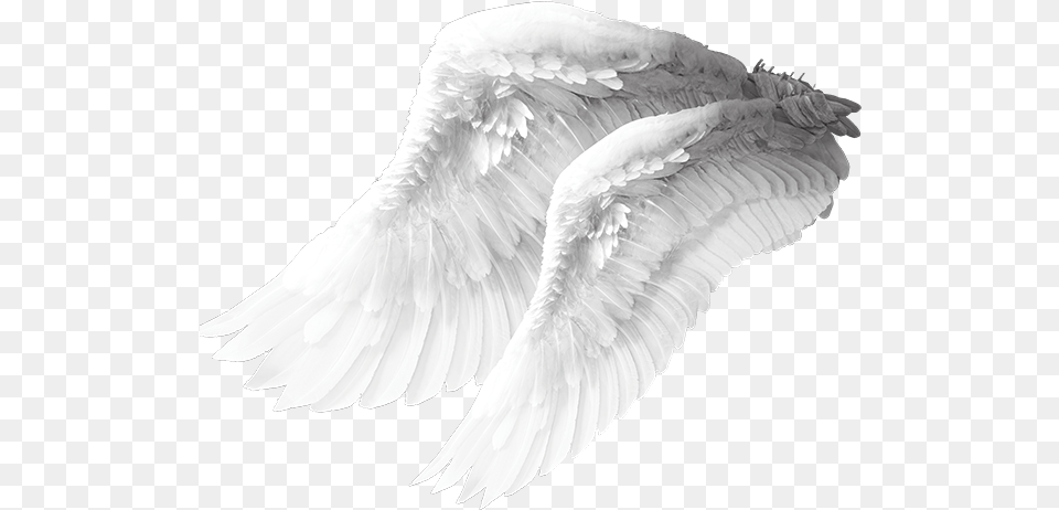 Angel Wing Columbidae Bird Angel Wings Material Angel Wings, Animal, Swan Free Transparent Png