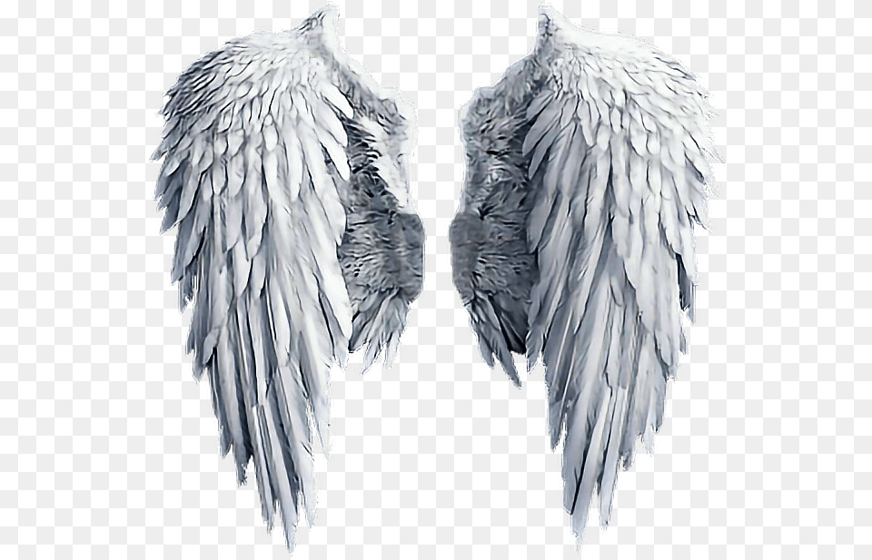 Angel Wing Transparent, Animal, Bird Png