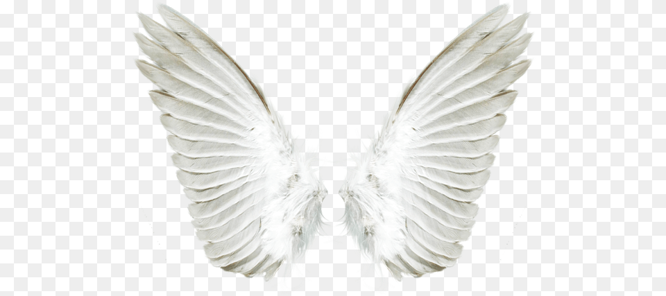 Angel Wing Transparent Angel Wings, Animal, Bird Free Png Download