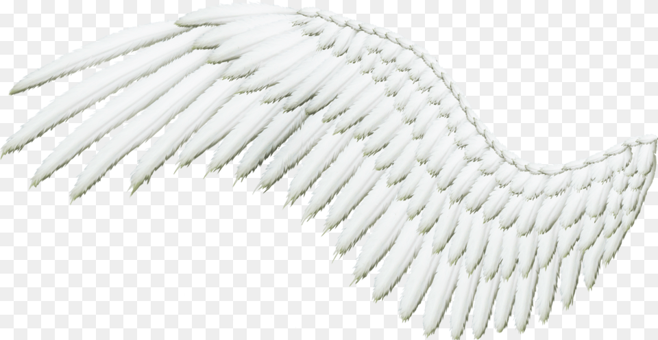 Angel Wing With Background Silver Angel Wings, Animal, Bird, Vulture Free Transparent Png