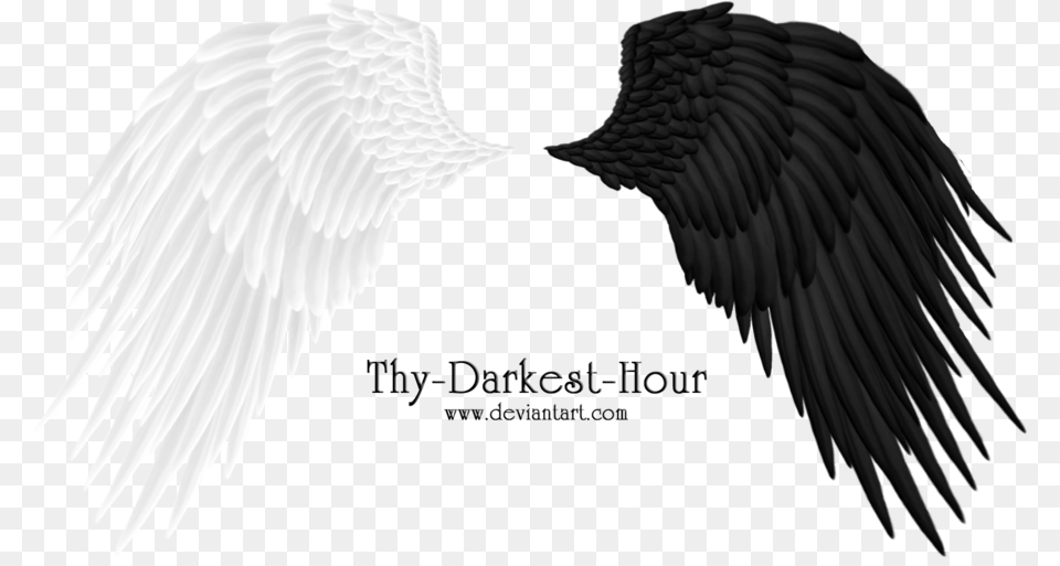 Angel Wings 08 By Thy Darkest Hour On Clipart Library White And Black Angel Wings, Animal, Bird, Flying, Eagle Free Png