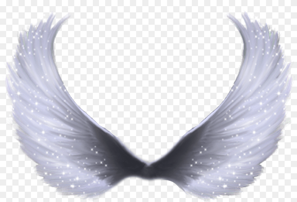 Angel Wings, Animal, Bird, Pigeon, Dove Free Png