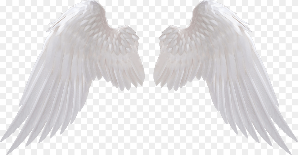 Angel Wings Angel Wings Angels V 2018 G Angel Wings, Gray Png Image