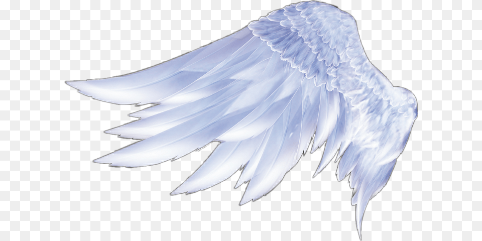 Angel Wings Angel Wings Feather Angel Wings From The Side, Animal, Bird, Vulture, Eagle Png