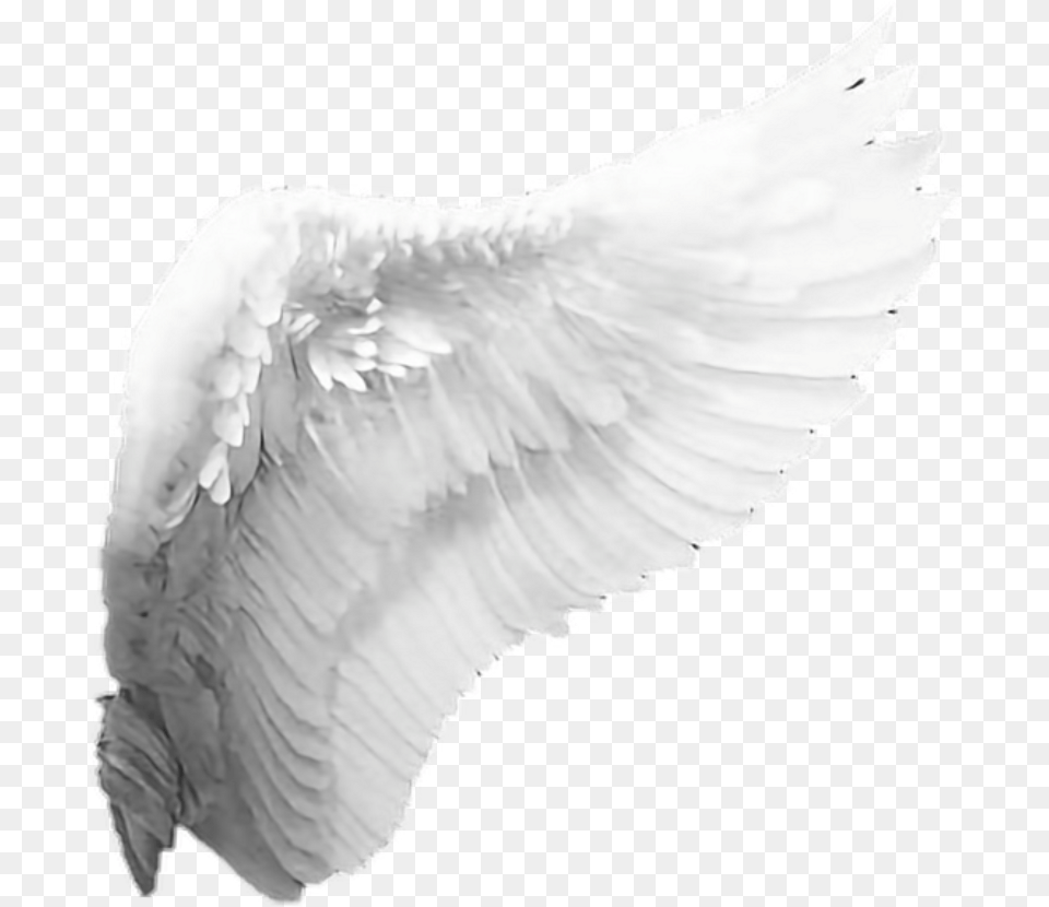 Angel Wings Angel Wings No Background, Animal, Bird Free Transparent Png