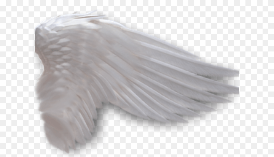 Angel Wings Anime Side View Angel Wings Side View Angel Wing Transparent Background, Animal, Bird, Vulture, Pigeon Png