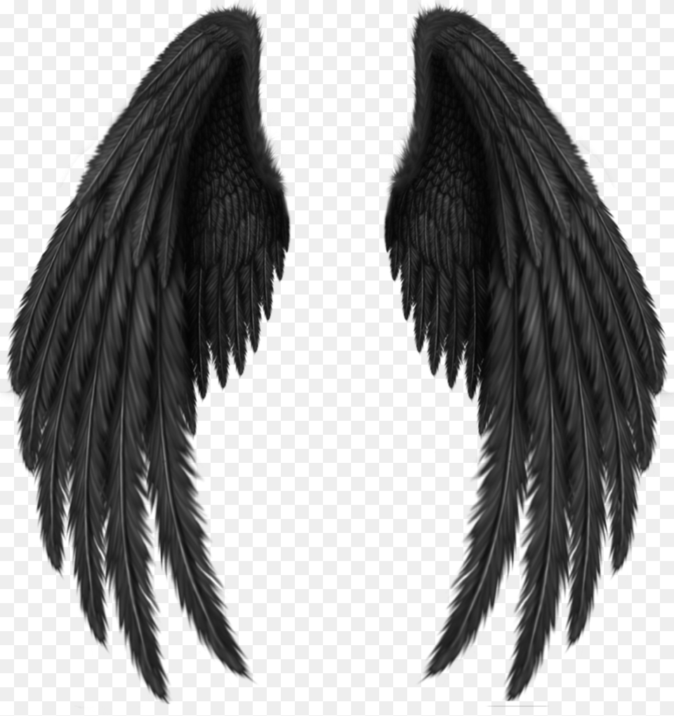Angel Wings Black, Animal, Bird Png Image
