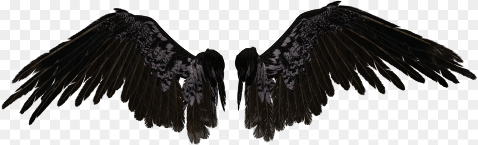 Angel Wings Black Angel Wings, Animal, Bird, Vulture, Condor Png