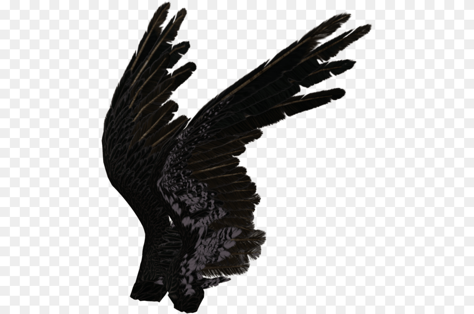 Angel Wings Black Side, Animal, Bird, Flying, Vulture Png Image