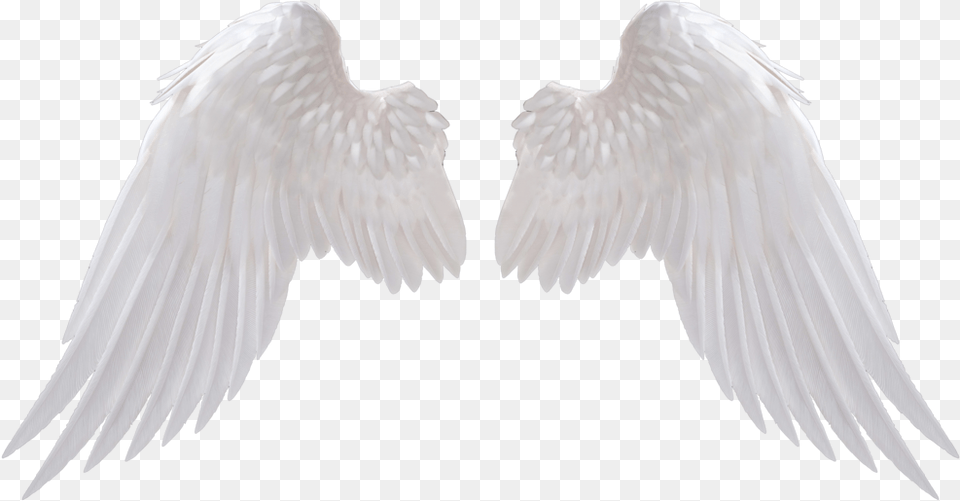 Angel Wings Download Image 1 Vector Clipart Psd White Angel Wings, Animal, Bird, Vulture, Flying Png