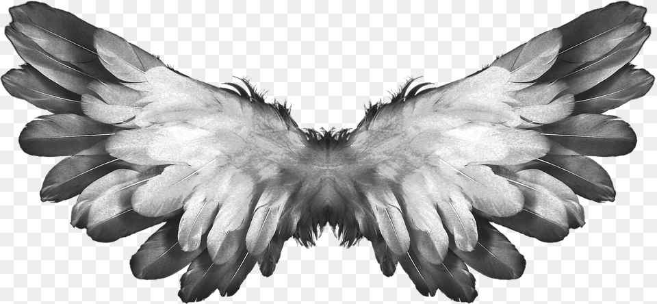 Angel Wings Feathers, Animal, Bird, Baby, Person Free Transparent Png