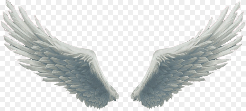 Angel Wings For Picsart, Animal, Bird Png