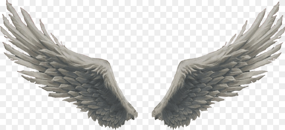 Angel Wings God Sticker Feather For Editing, Animal, Bird, Flying Free Png