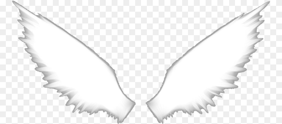 Angel Wings Htar Oreki, Animal, Bird Free Png Download