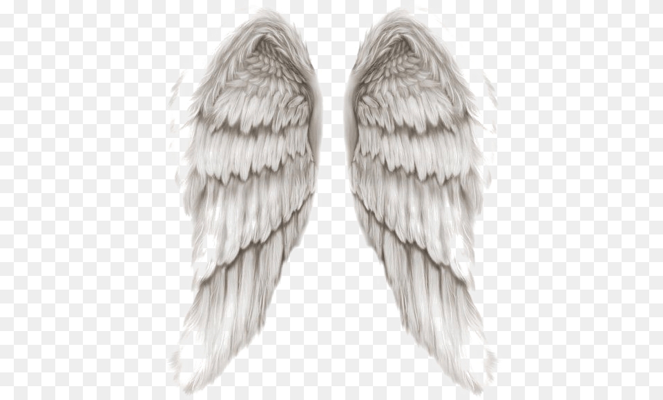 Angel Wings Image Angel Wings, Animal, Bird Png