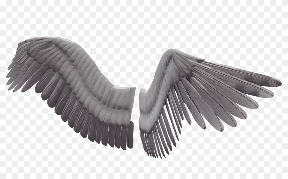 Angel Wings Background Bird Wings Transparent, Animal, Flying, Vulture, Waterfowl Png Image