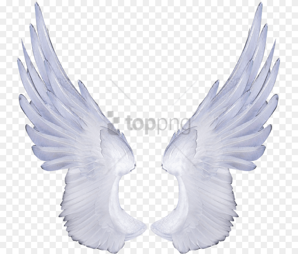 Angel Wings No Background, Animal, Bird, Pigeon, Dove Free Png