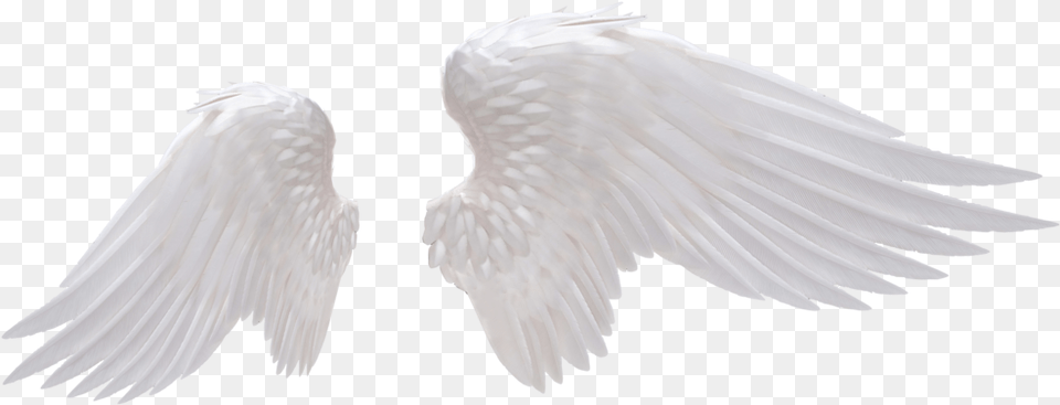 Angel Wings Realistic Angel Wings, Animal, Bird Free Transparent Png