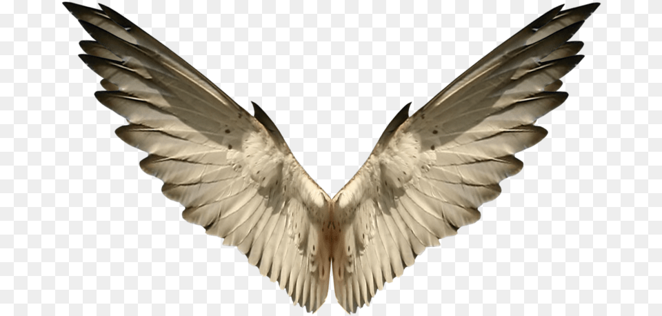 Angel Wings Sparrow Wings, Animal, Bird, Flying, Pigeon Png Image