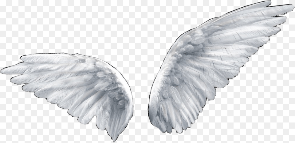 Angel Wings Sticker Overlay Aesthetic Freetoedit Angel Wings Transparent Background, Animal, Bird, Flying Free Png Download