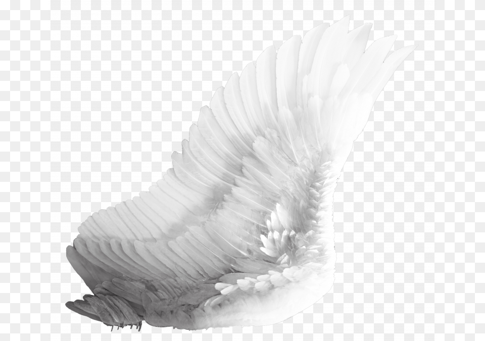 Angel Wings Transparent, Animal, Bird, Swan Png