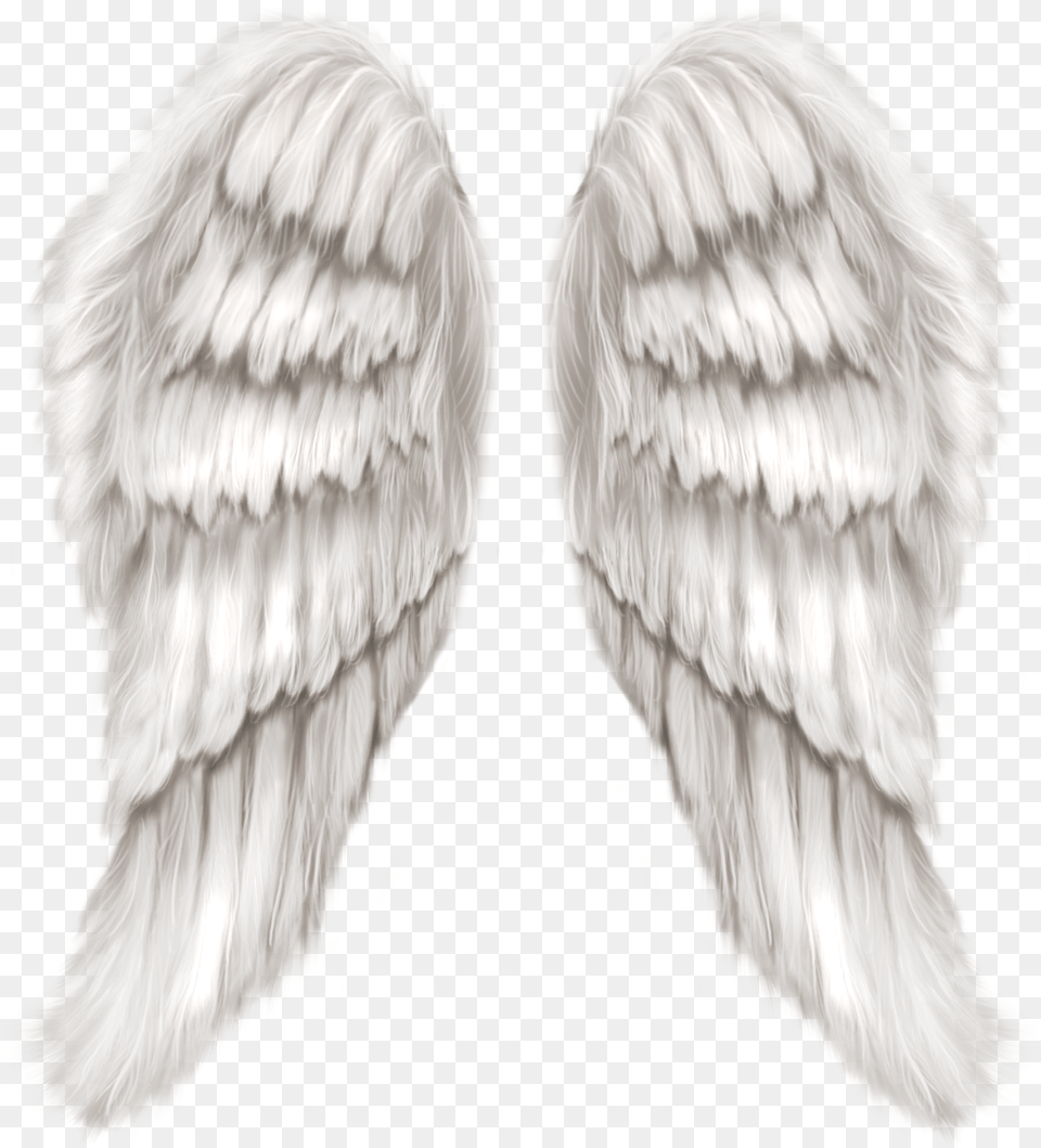 Angel Wings Transparent, Animal, Bird, Vulture Free Png