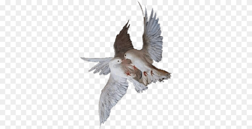 Angel Wings Transparent Aesthetic Bird, Animal, Pigeon, Dove Png Image