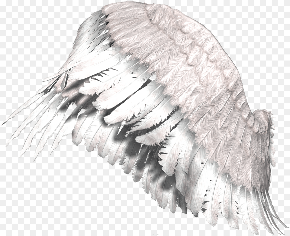 Angel Wings Transparent Alas, Animal, Bird, Vulture Free Png Download