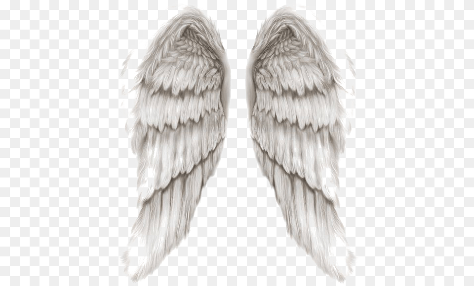 Angel Wings Transparent Angels Of God Wings, Animal, Bird Free Png