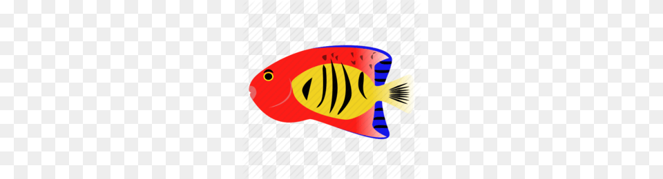 Angelfish Clipart, Animal, Fish, Sea Life, Rock Beauty Png