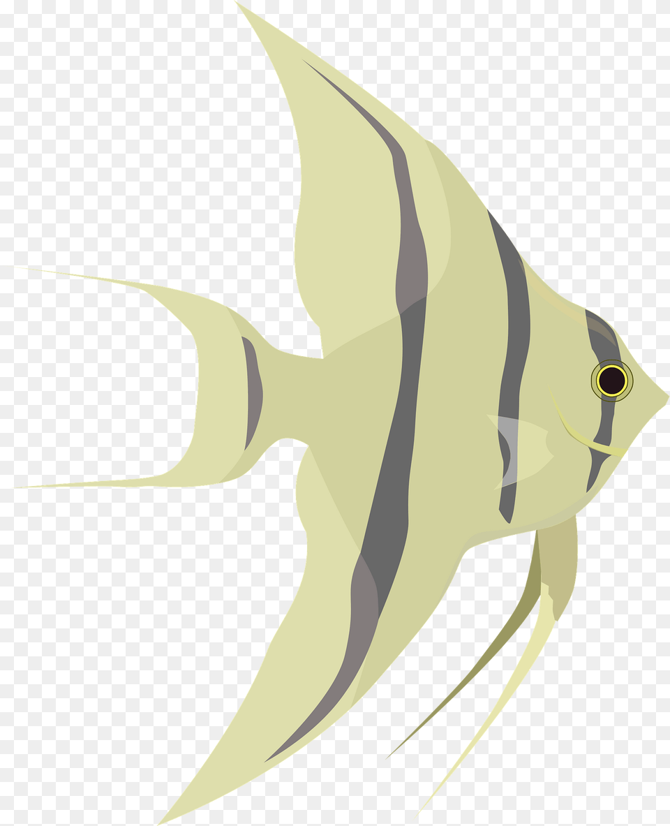Angelfish Clipart, Animal, Fish, Sea Life, Person Png