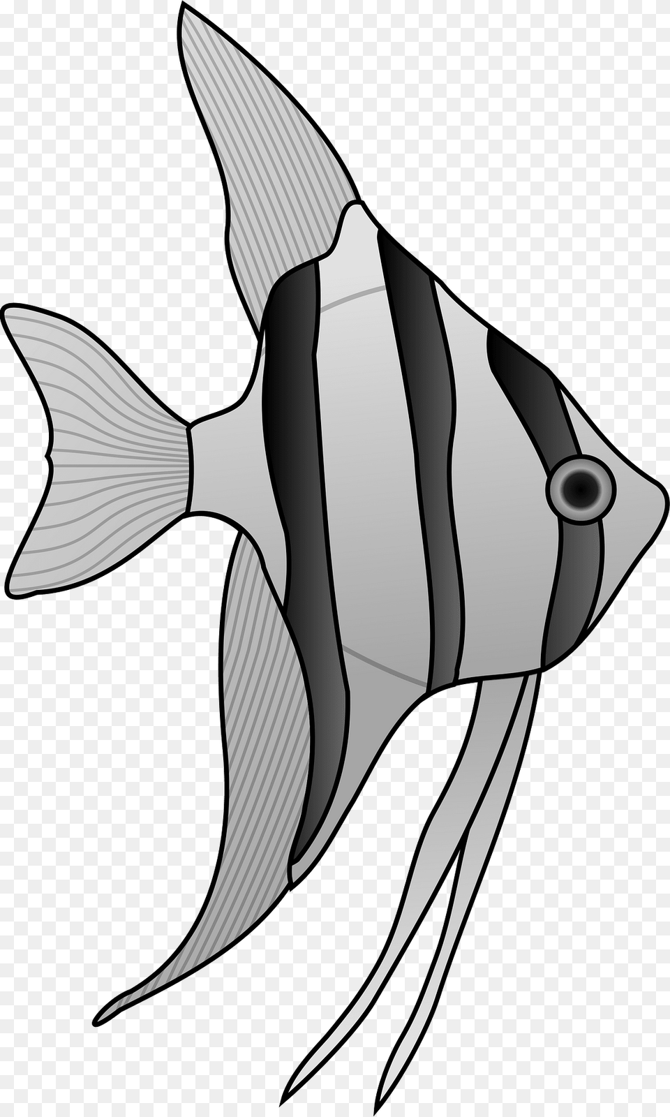 Angelfish Clipart, Animal, Fish, Sea Life, Shark Png Image