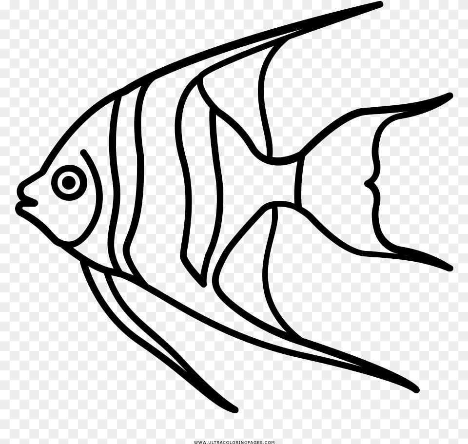 Angelfish Coloring, Gray Free Transparent Png