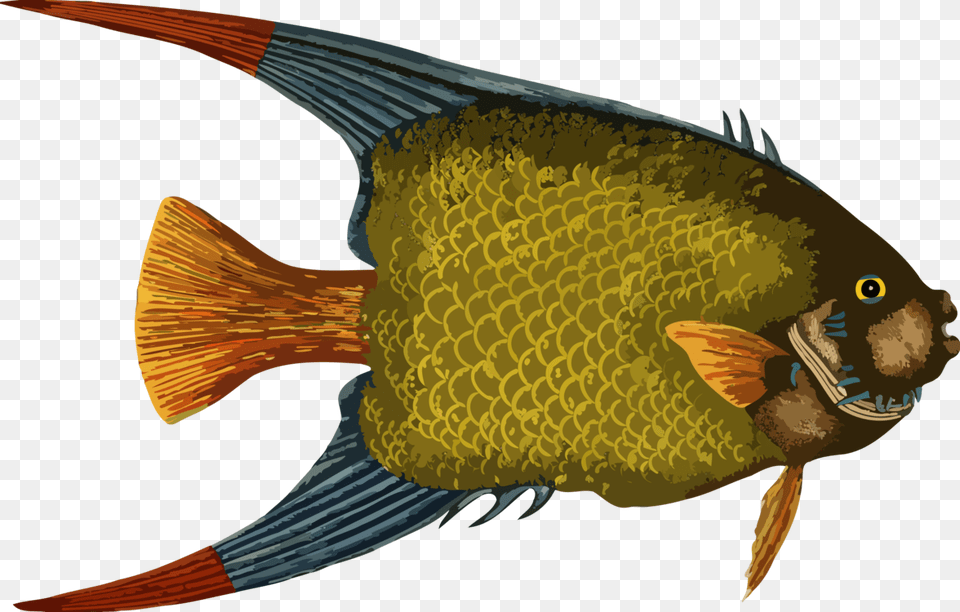 Angelfish Drawing Watercolor Painting Aquatic Animal Fish, Sea Life Png