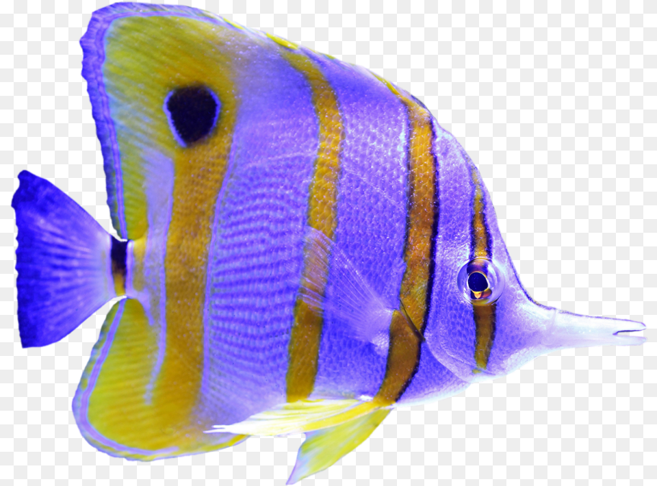 Angelfish Purple Fish Underwater Sealife Holacanthus, Animal, Sea Life Png Image