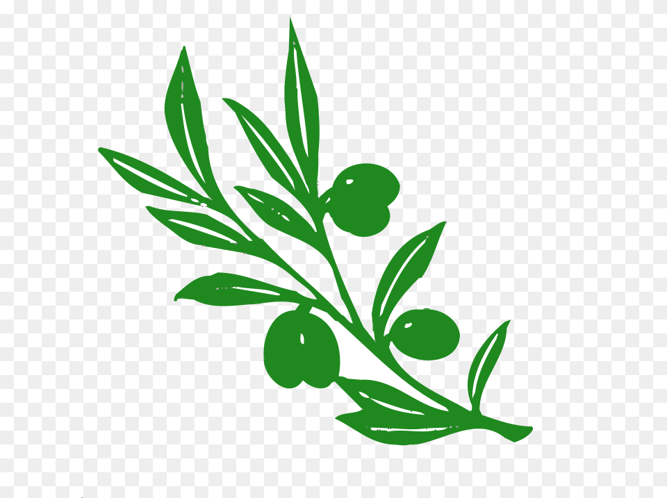 Angelo Gemmi Olive Tree Branch, Art, Floral Design, Graphics, Green Png Image