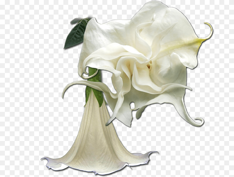 Angels Trumpets Garden Roses, Flower, Plant, Rose, Petal Free Transparent Png