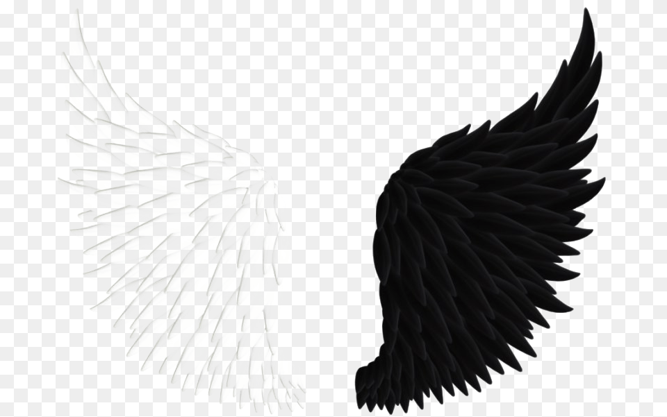 Angels Wings Angel Wings Black And White Wing, Eagle, Animal, Bird, Wedding Free Png