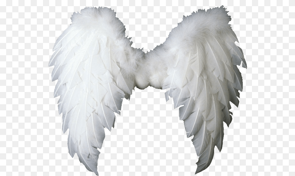 Angelwings Angels Angel Wings Feathers Fly Costume Angel Wings Victoria Secret, Animal, Bird, Vulture Free Png