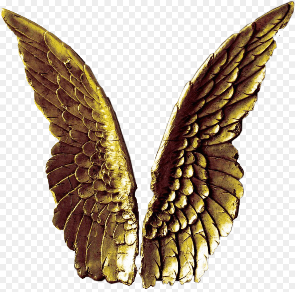 Angelwings Gold Golden Freetoedit Scangelwings Angel Wings Decor, Plant, Accessories, Animal, Bird Free Png