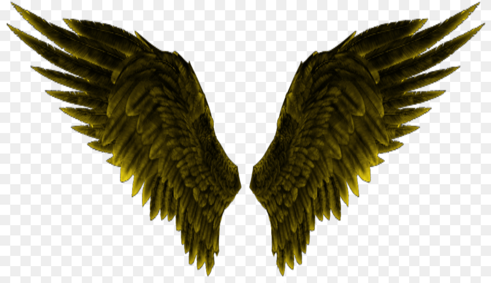 Angelwings Wings Yellow Parrot, Animal, Bird, Vulture, Accessories Free Transparent Png