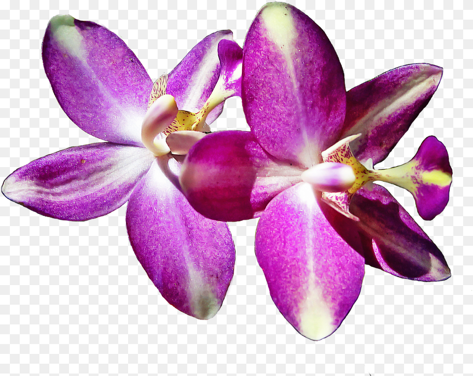 Anggrek, Flower, Orchid, Plant, Purple Free Png Download